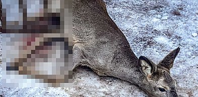 Kabaty: Strażacy ratowali uwięzioną sarnę, zwierzę walczy o życie