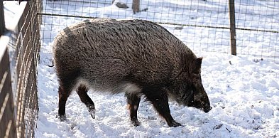 Dlaczego dziki wchodzą do miast? "Sami stworzyliśmy im tę niszę"