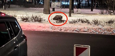 Dziki ryją w najlepsze, a służby rozkładają ręce. "Sama obecność to nie powód"