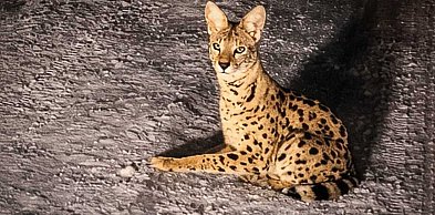 Afrykański kot zaginął przy Lesie Kabackim. Serwal wciąż nieuchwytny!