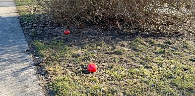 Odwilż na Ursynowie. Obrodziły pomidory i brązowe "przebiśniegi"