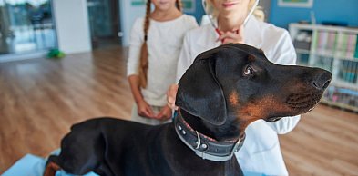 Miasto płaci za kastrację oraz czipowanie psów i kotów. Gdzie na Ursynowie?