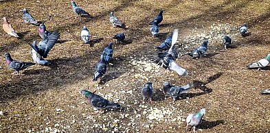 Gołębi sajgon na Ursynowie. Surowe mięso pod oknami szpitala