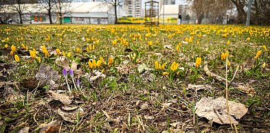 Krokusy na Ursynowie już kwitną! Gdzie szukać wiosennych dywanów?
