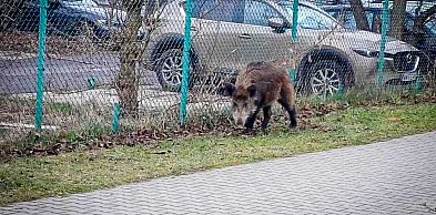 Dziki na Ursynowie i w całej stolicy. Prezydent powołuje specjalny zespół