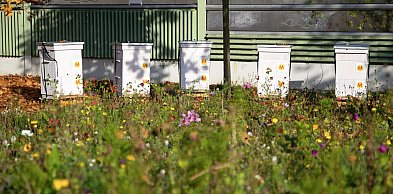 Metro Warszawskie sieje... łąki! 600 mkw kwiatów dla pszczół na Kabatach