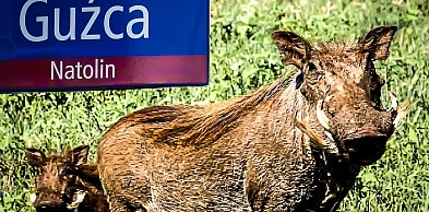 30 lat od słynnej ucieczki. Zwiał do Lasu Kabackiego i do dziś nie ma nawet śladu