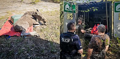 Łoś na ulicy w Warszawie. Dramatyczna akcja ratunkowa