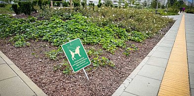 Psy niszczą nowy park na Ursynowie. "Dzieci nie mogą się bawić"