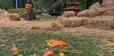 Jesienna atrakcja zniszczona! Tak wandale potraktowali farmę dyń-37018