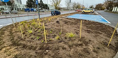 Tu będą nowe drzewa! Rusza wielkie sadzenie na Ursynowie-37847