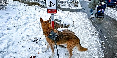 Biały puch i brązowy wstyd. Ursynów narzeka na "psie miny" ukryte w śniegu