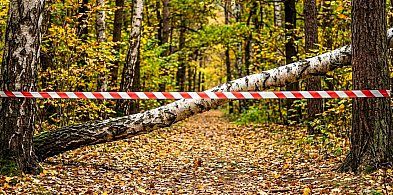 Wycinki w Lesie Kabackim. "To niezbędne zabiegi"