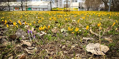 Krokusy na Ursynowie już kwitną! Gdzie szukać wiosennych dywanów?