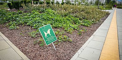 Psy niszczą nowy park na Ursynowie. "Dzieci nie mogą się bawić"