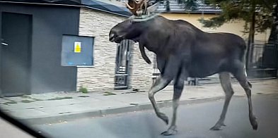 Łoś na Ursynowie! Spacer króla bagien pod oknami mieszkańców-36695