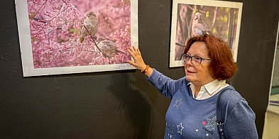 Z balkonu na wystawę! Ptaki Ursynowa na pięknych zdjęciach sąsiadki w DK Stokłosy-38373