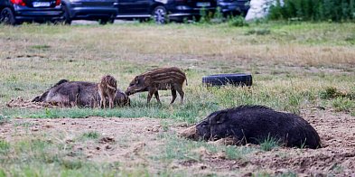 Widziałeś zwierza w mieście? Zgłoś w aplikacji-38436