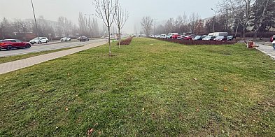 Drzewa znikają z al. KEN jedno po drugim! Co je zabija?-38682