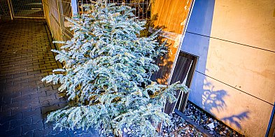 Gdzie oddać choinkę po świętach na Ursynowie? Leśnicy i MPO podpowiadają-38953