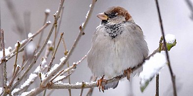 Mrozy zabijają ptaki. Wystaw wodę i karmę! Apel sąsiadki z Ursynowa