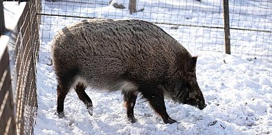 Dlaczego dziki wchodzą do miast? "Sami stworzyliśmy im tę niszę"