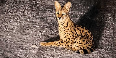 Afrykański kot zaginął przy Lesie Kabackim. Serwal wciąż nieuchwytny!