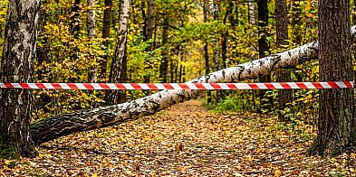 Wycinki w Lesie Kabackim. "To niezbędne zabiegi"