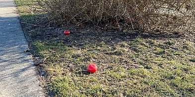 Odwilż na Ursynowie. Obrodziły pomidory i brązowe "przebiśniegi"