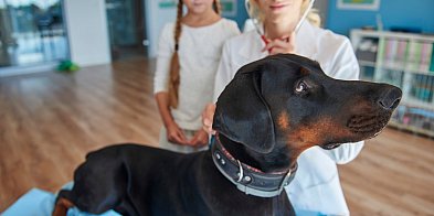 Miasto płaci za kastrację oraz czipowanie psów i kotów. Gdzie na Ursynowie?