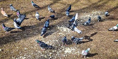 Gołębi sajgon na Ursynowie. Surowe mięso pod oknami szpitala