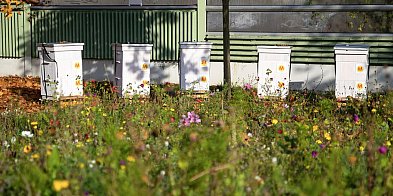 Metro Warszawskie sieje... łąki! 600 mkw kwiatów dla pszczół na Kabatach