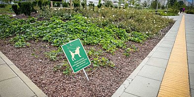 Psy niszczą nowy park na Ursynowie. "Dzieci nie mogą się bawić"