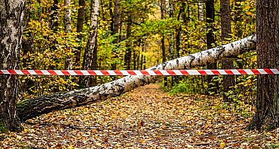 Wycinki w Lesie Kabackim. "To niezbędne zabiegi"