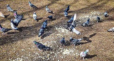 Gołębi sajgon na Ursynowie. Surowe mięso pod oknami szpitala