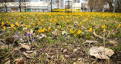 Krokusy na Ursynowie już kwitną! Gdzie szukać wiosennych dywanów?