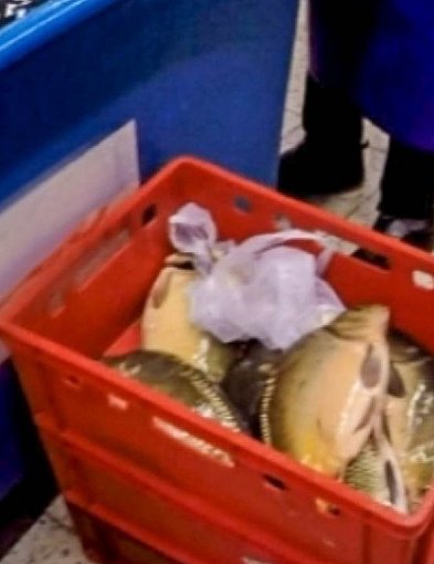 Słynna sprawa "karpiowa". O tym jak adwokatka pokonała ursynowski market!-25750