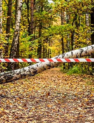 Wycinki w Lesie Kabackim. "To niezbędne zabiegi"