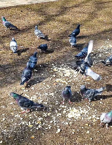 Gołębi sajgon na Ursynowie. Surowe mięso pod oknami szpitala