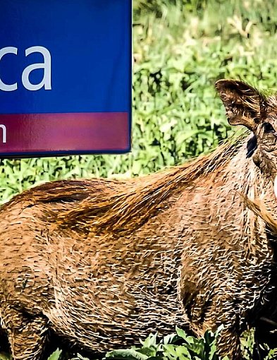 30 lat od słynnej ucieczki. Zwiał do Lasu Kabackiego i do dziś nie ma nawet śladu