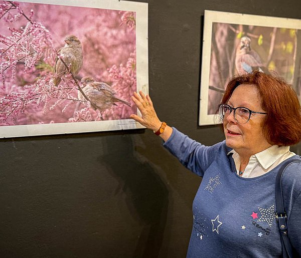 Z balkonu na wystawę! Ptaki Ursynowa na pięknych zdjęciach sąsiadki w DK Stokłosy-38373