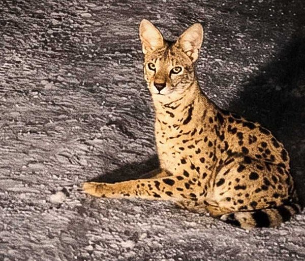 Afrykański kot zaginął przy Lesie Kabackim. Serwal wciąż nieuchwytny!