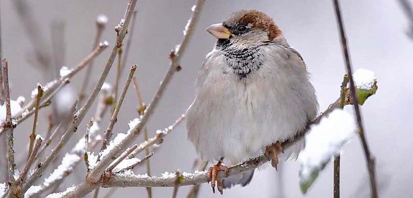 Mrozy zabijają ptaki. Wystaw wodę i karmę! Apel sąsiadki z Ursynowa
