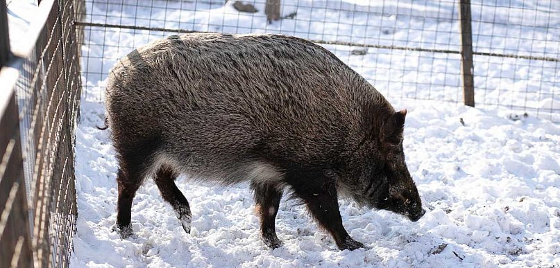 Dlaczego dziki wchodzą do miast? "Sami stworzyliśmy im tę niszę"