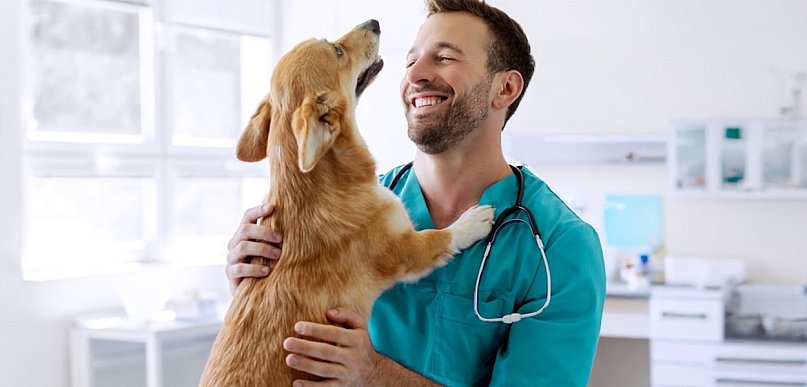 Kulawizna u psa lub kota: gdzie szukać pomocy ortopedycznej w Warszawie