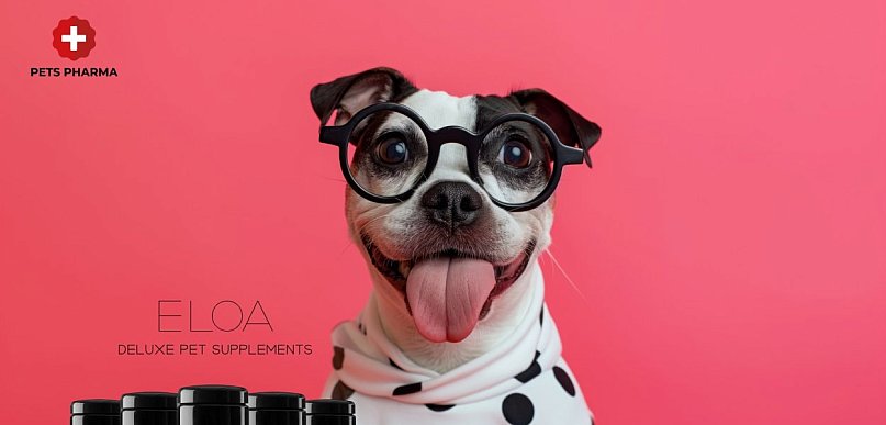 Suplementy dla psa seniora - co zmienia się z wiekiem i jak dostosować suplementac