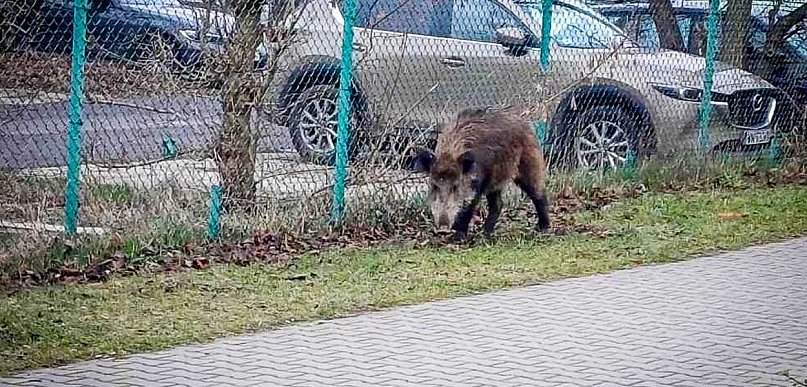Dziki na Ursynowie i w całej stolicy. Prezydent powołuje specjalny zespół