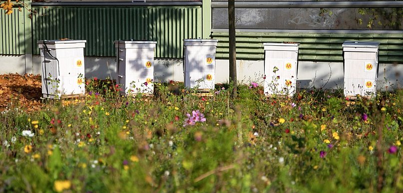 Metro Warszawskie sieje... łąki! 600 mkw kwiatów dla pszczół na Kabatach