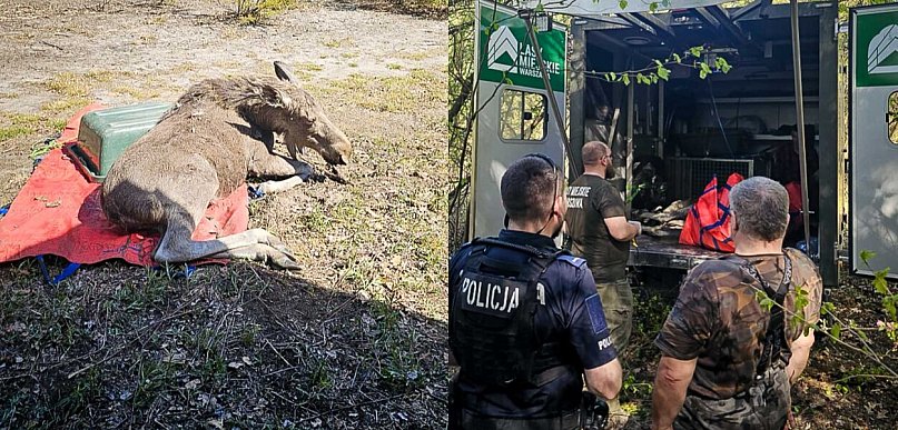 Łoś na ulicy w Warszawie. Dramatyczna akcja ratunkowa