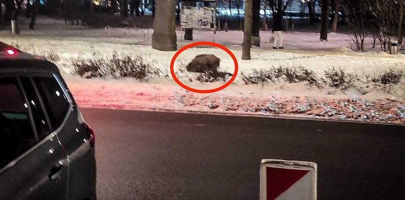 Dziki ryją w najlepsze, a służby rozkładają ręce. "Sama obecność to nie powód"